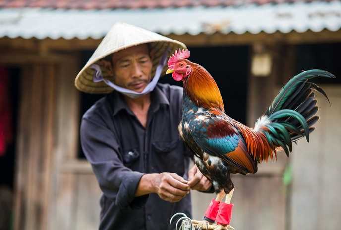 CPC4 - Cấp độ thi đấu đá gà trực tiếp