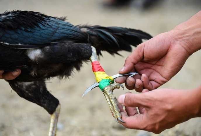 Pha xoay hông khi dùng cựa dao