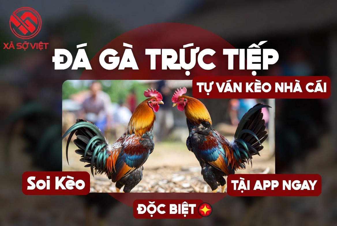 Sới đấu Bồ gà Tonhon với trang thiết bị hiện đại