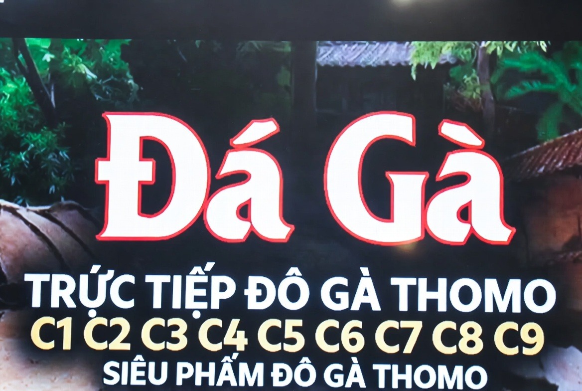 Lịch thi đấu Bồ gà Tonhon được cập nhật thường xuyên