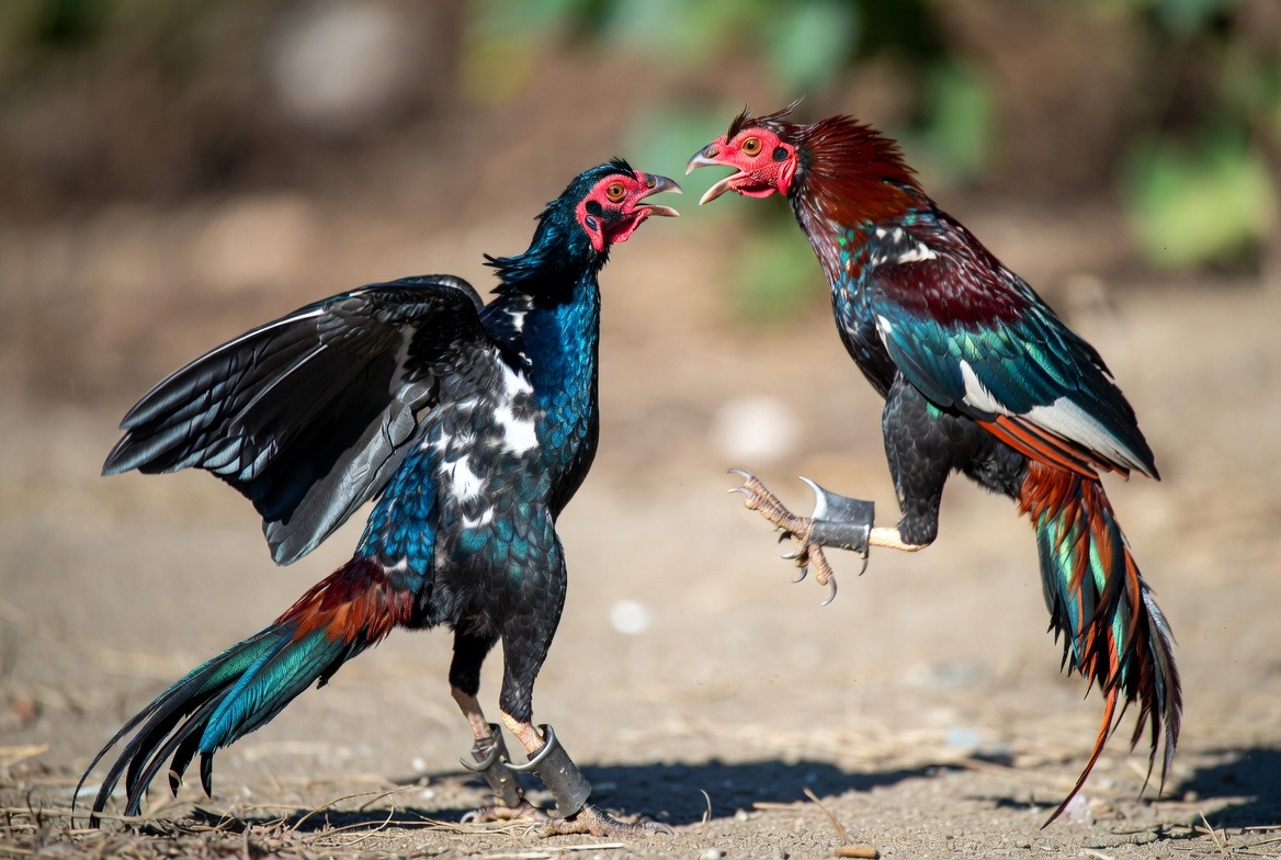 Trải nghiệm xem CPC4 đá gà trực tiếp